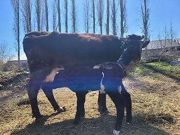 gps трекер для коров: Продаю | Корова (самка) | Для разведения | После отела — 1