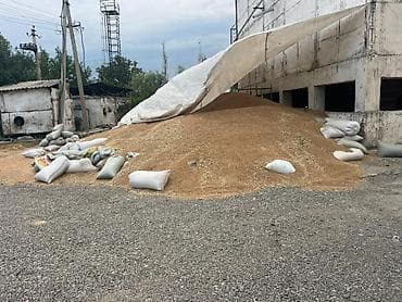 Уруктук буудай сатам Сорт Икар третий репродукция Восхожность-96 Дун at lalafo.kg Уруктук буудай сатам Сорт Икар третий репродукция Восхожность-96 Дун