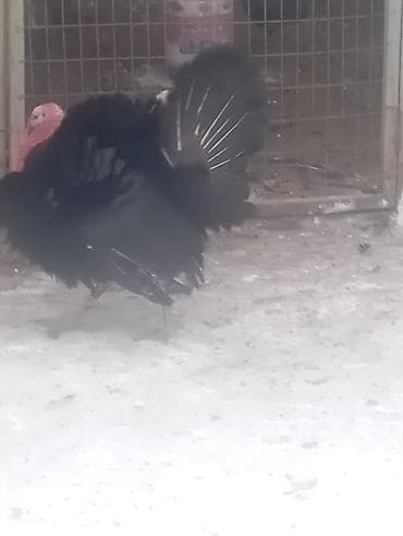 Продаю | Индюк (самец) | Бройлерная | На забой | Племенные