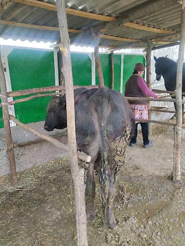 собака питбуль: Другие животные — 7