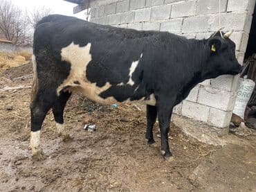 продаю в связи с переездом: Продаю | Корова (самка) | Для разведения, Для молока | Племенные, Стельные, Искусственник — 7