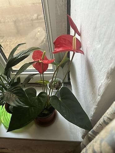 простой: Комнатные растения — набор Состав: - Хамедорея (бамбуковая пальма) — — 3