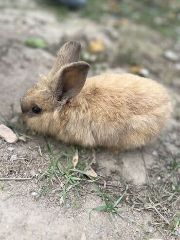 зайчик живой: Пухлый декоративный кролик (порода типа «львиная голова») в комплекте — 4