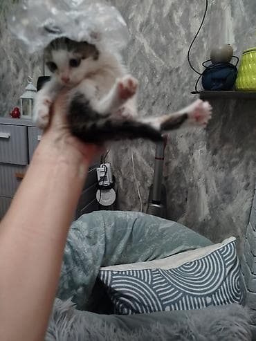 котятки: Кошка даром: Беспородная, Мальчик — 6