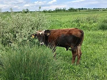 уй той: Продаю | Бык (самец) | На откорм — 10