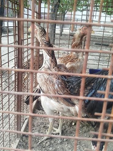 кажи сай: Продаю | Куры — 3