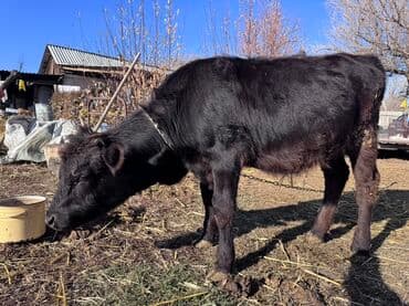 продам французского бульдога: Продаю | Бык (самец) | На откорм | Привязанные — 2