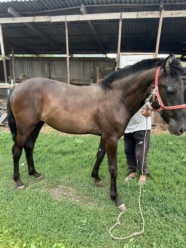 Зоотовары: Продаю | Кобыла (самка), Жеребенок | Для разведения, Рабочий, Конный спорт | Племенные, Осеменитель — 3