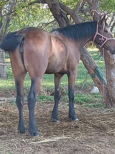 Продаю | Жеребец at lalafo.kg Продаю | Жеребец
