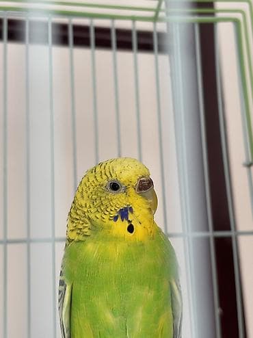 нитки продаю: 🐦 Продаются волнистые попугаи — готовая пара для кладки яиц! 🐦 — 3