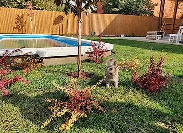 пашу огороды: Автополив и газон “под ключ” СТРИЖКА ГАЗОНЬ УХОД ЗА САДОМ РАЗ В — 9