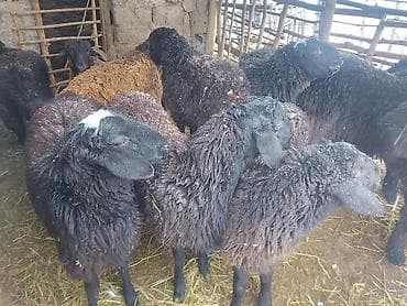 куплю тук: Продаю | Овца (самка) | Для разведения | Матка — 2