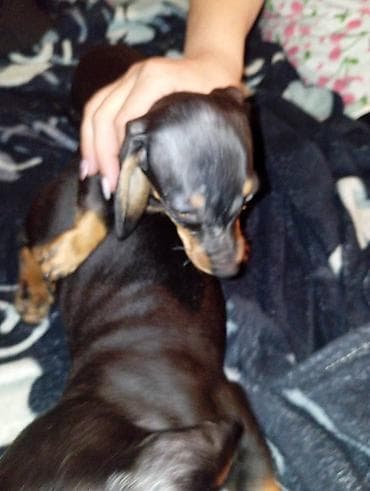 еда для собак: Продаются щенки породы таксы, два мальчика и одна девочка — 4