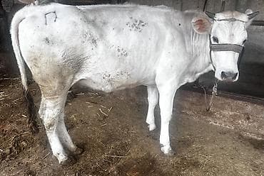 ветеринар каракол: Сатам | Кунаажын | Көбөйтүү үчүн, Сүт алуу үчүн — 2