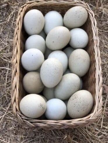 перепелинные яйца: Утиные яйца в плетёной корзине. - Натуральные, деревенские яйца — 1