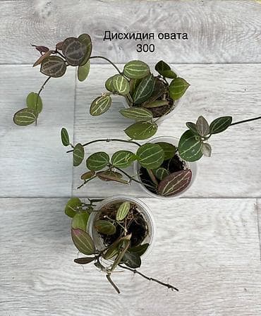 айкос цена ош: Продаю хойи. Цены от 250 - 300 сом — 5