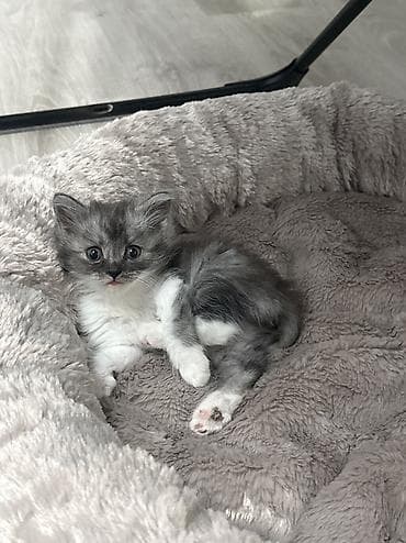 кокон гляс: Отдаю котят в добрый руки! Пишите — 6