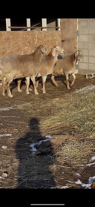 Ветеринар кызматы: Сатам | Ургаачы кой (ургаачы) | Көбөйтүү үчүн | Ургаачы — 1