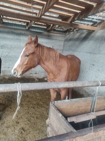 французский бульдог купить: Продаю | Кобыла (самка) | Полукровка | Для разведения — 2