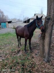 цены породистых собак: Сатам | Жылкы (эркек), Байтал — 4