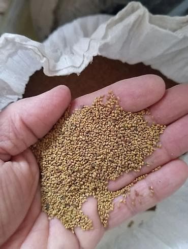 продам мясо: Ассалам алейкум. мака уруктар 958,ала тоо,Манас бар беде урук — 3