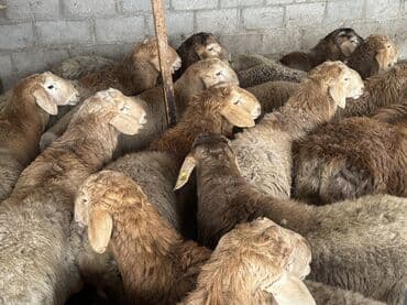 Айыл-чарба жаныбарлары: Сатам | Кочкор (эркек) | Көбөйтүү үчүн | Токту — 6