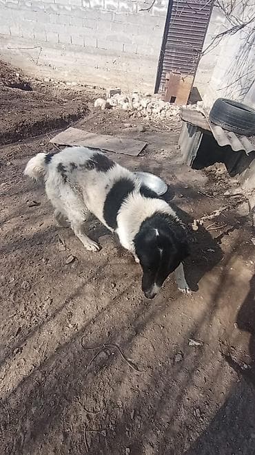 лабрадор сколько стоит: Собака крупного размера, черно-белого окраса, коротко‑средняя шерсть — 2