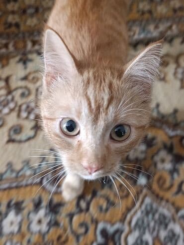 животные коты: Кошка даром: Беспородная, Мальчик — 4