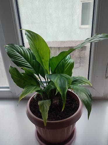 дом цветы: Комнатные растения в горшках 1) Спатифиллум (женское счастье) - — 1