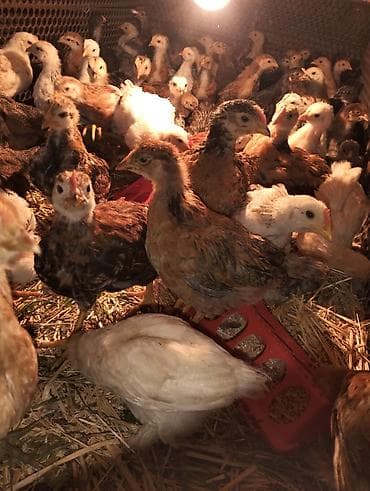 утки лалафан: Продаю цыплят,возраст 1,5 мес,полностью здоровы,привиты по — 2