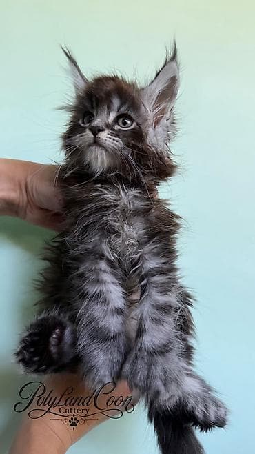 кошка регдолл: Мейн-кун, 1 месяц, Мальчик, Приучена к лотку, Проглистована, С документами — 2