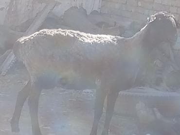 швейцарская овчарка: Продаю | Овца (самка) | Для разведения | Матка — 4