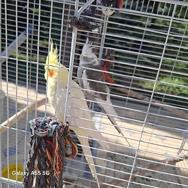 сибирская кошка: 🦜 Попугаи корелла в продаже Продаются 2 кореллы: ✔ Одному — 2 года ✔ — 8