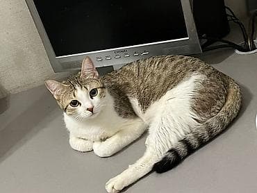 Кошка даром: Беспородная, 3 месяца, Мальчик, Приучена к лотку, Проглистована