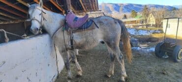 купить немецкую овчарку в бишкеке: Продаю | Конь (самец) | Полукровка | Рабочий — 2