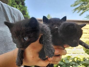 Черные котята, помет из трех малышей. Описание: - Окрас: ровный