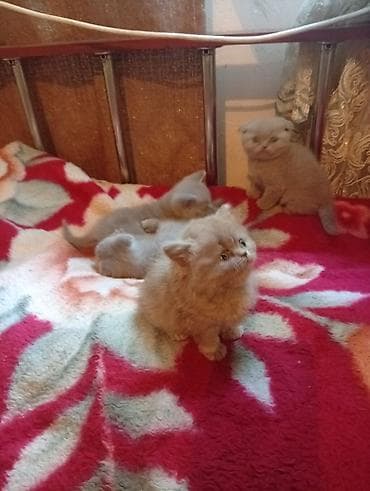 перья: Шотландские вислоухие котята (Scottish Fold), окрасы серо-голубой и — 5