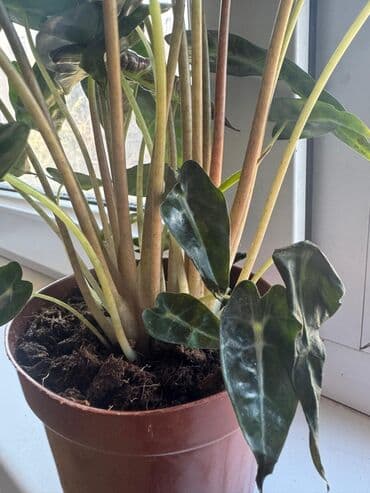 полька саженцы: Алоказия Поли (Alocasia x amazonica ‘Polly’). 2 растения в одном — 4