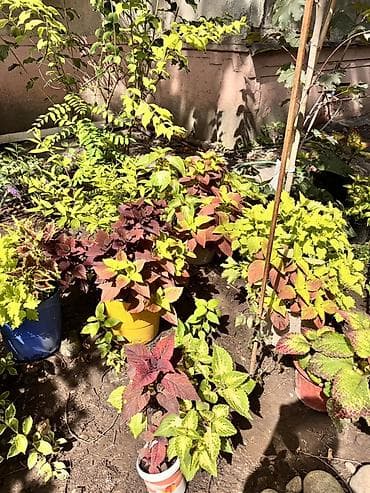 колеусы: 🍀Продам черенки колеусов свежим срезом по 150 сом. Корни дают очень — 10
