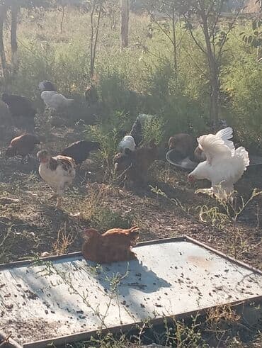 собака доберман сколько стоит: Продаю | Куры | Домашняя | Для разведения — 4