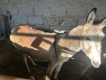 тазы собака: Осёл рабочий, серого окраса, крепкого телосложения. Подходит для — 1