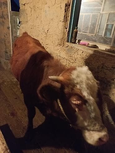 форель каракол: Сатам | Бука (эркек) | Бордоп семиртүү үчүн | Байланган — 3