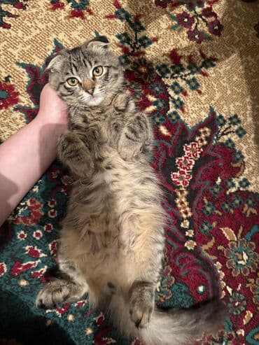 tuxedo порода кошек цена: Скотиш Фолд (Шотландская вислоухая), 3 месяца, Мальчик, Приучена к лотку, Проглистована — 3