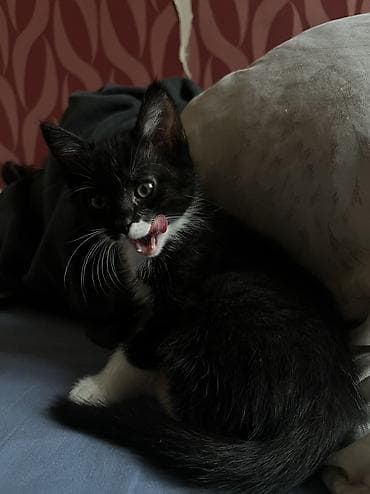 кормящая кошка: 2 месяца, Мальчик, Приучена к лотку — 7