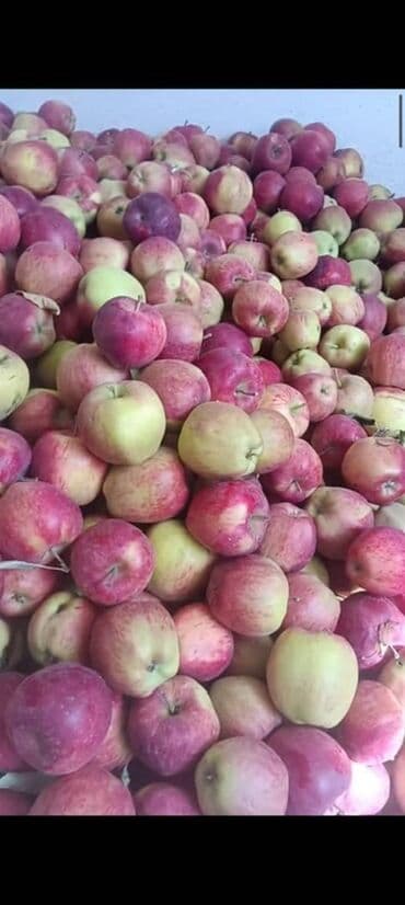 садовые цветы в бишкеке: Алмалар Дүңүнөн — 1