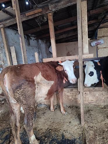 туки сена: Продаю | Тёлка | Полукровка, Голштин | На откорм | Привязанные — 9