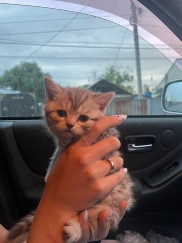 Отели, кафе, рестораны: 📊 *Бухгалтер для ИП и малого бизнеса | Бишкек* Нужно быстро и чётко — 1