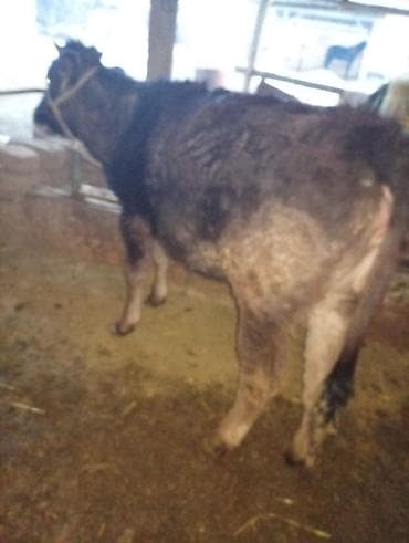 корово: Продаю | Корова (самка) | Для разведения | Нетель — 3
