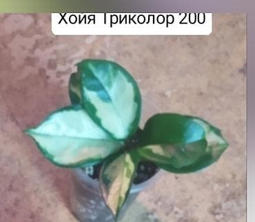 детскую кроватку кроватка к: Продаю цветы — 8
