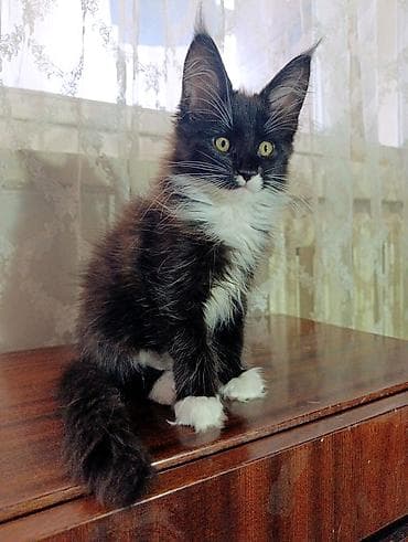 ищу котят: Мейн-кун мальчик . Возраст 2,5 месяца для души под кострацию — 1